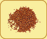 Coriander Seeds